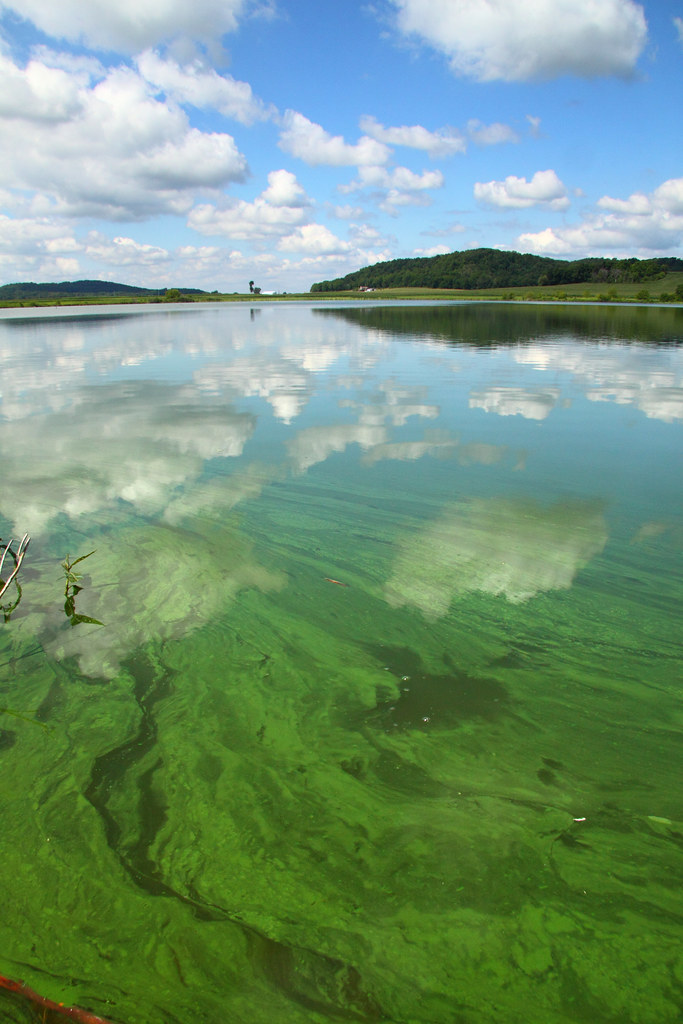Bluegreen algae bloom at Fish Lake, WI 4301a midhi resDB David Thompson Flickr