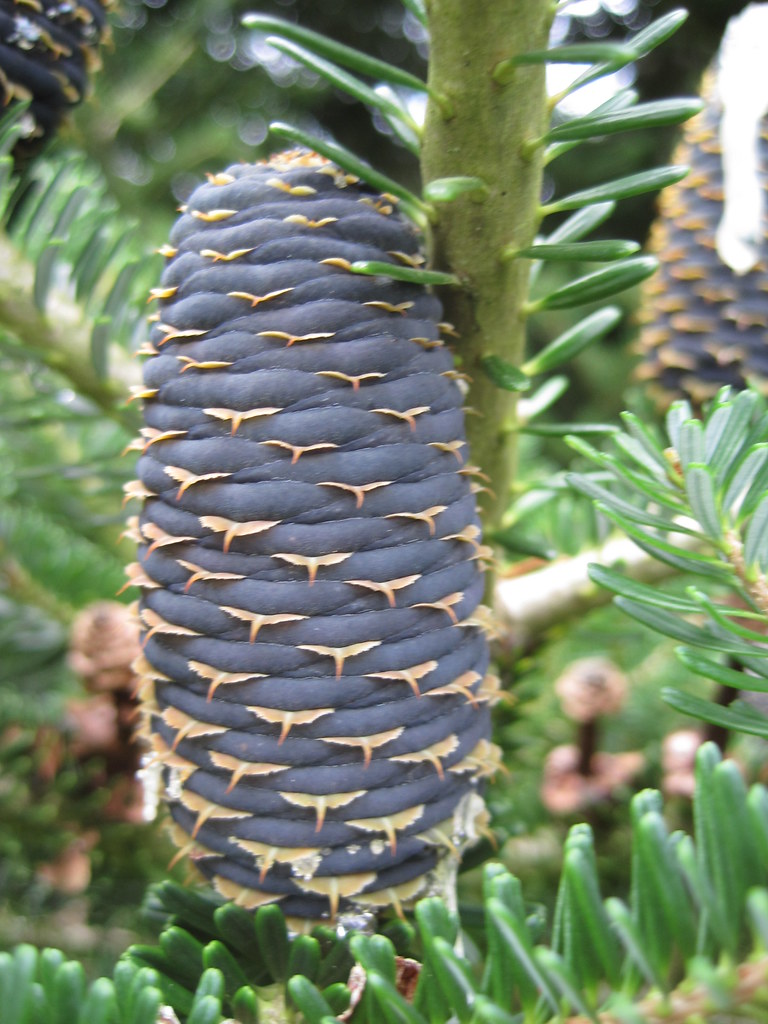 wales llanllyr garden 117 pitjies Flickr