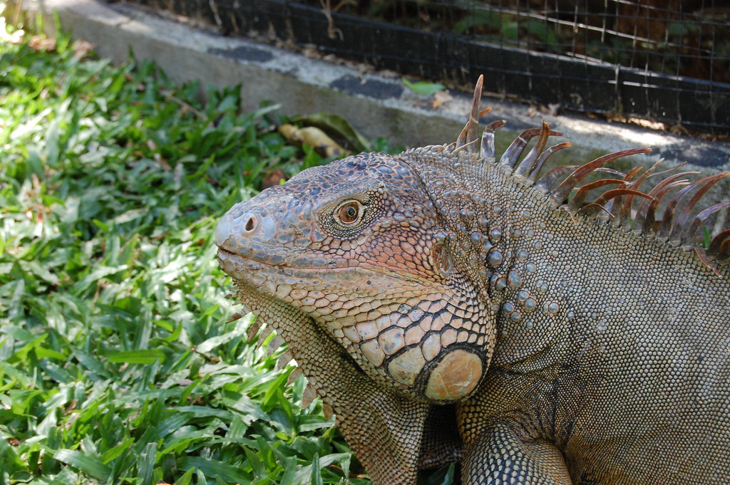 Green Iguana (Iguana iguana), Costa Rica. Ray Hamilton