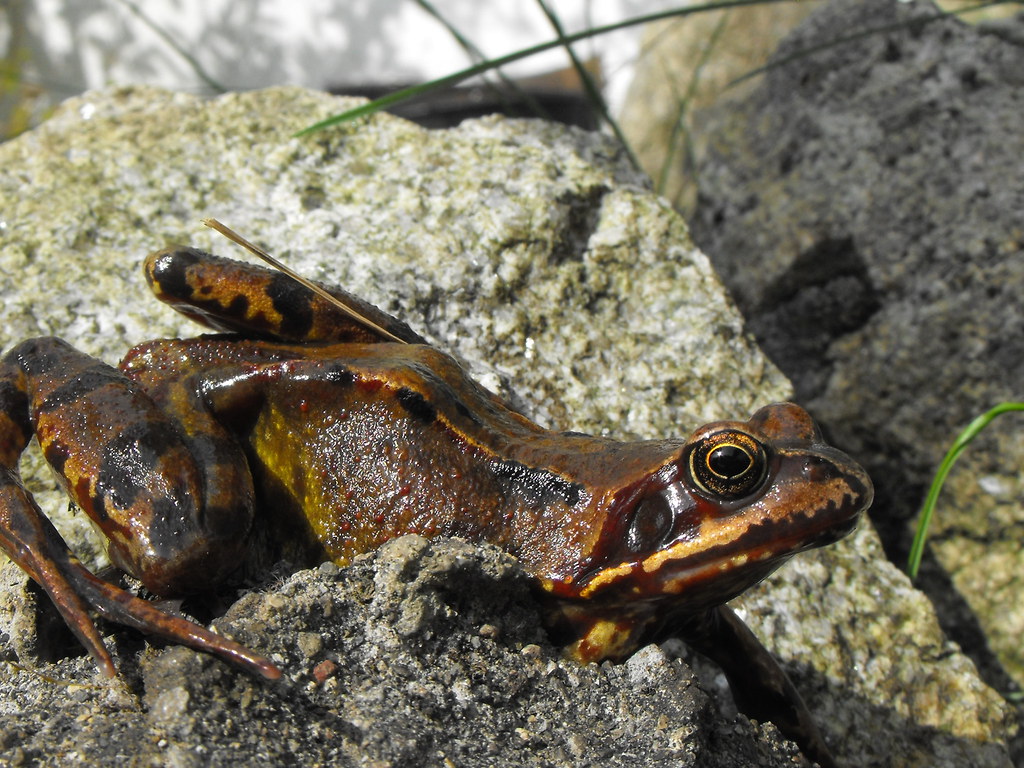 European common frog one of the many frogs down my back ga… arthur