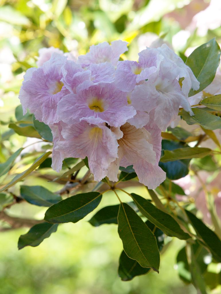 Pink trumpet tree Pink trumped tree, Tabebuia sp. The leav… Flickr