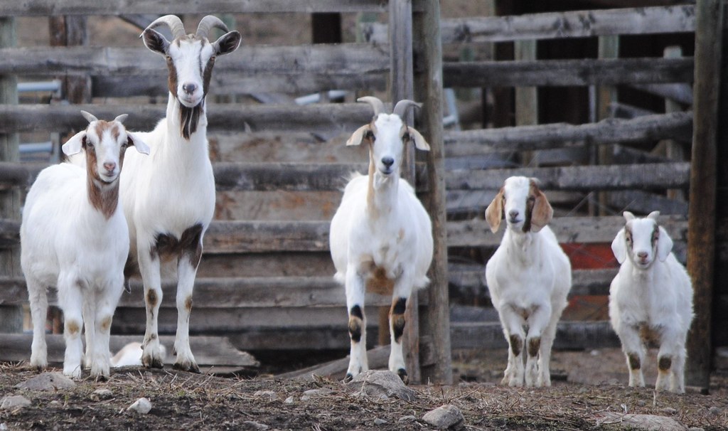 happy goat family Male,female and three kidsa goat family