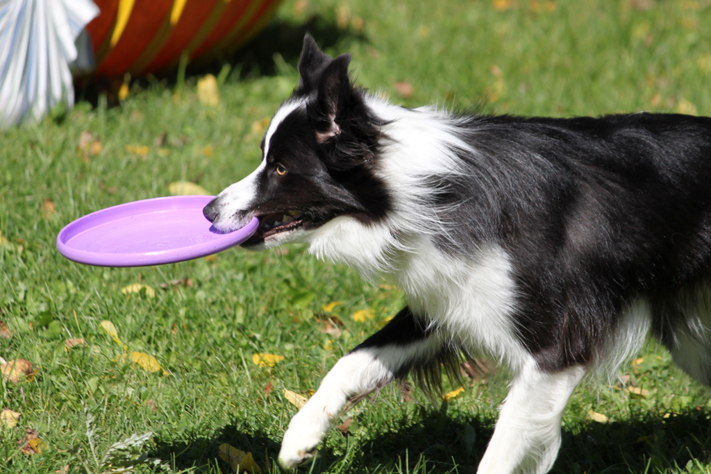 Salamander Festival in Belfountain, 2011 Salamander Festiv… Flickr