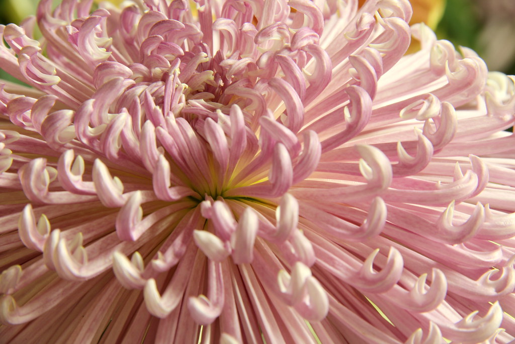 The art of the Japanese Chrysanthemum The Chrysanthemum wa… Flickr