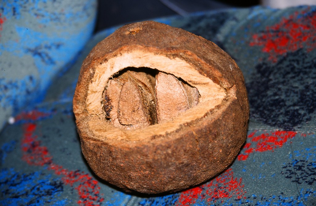 Brazil Nut Pod, Manaus, Brazil, 2002 Brazil nuts are clust… Flickr