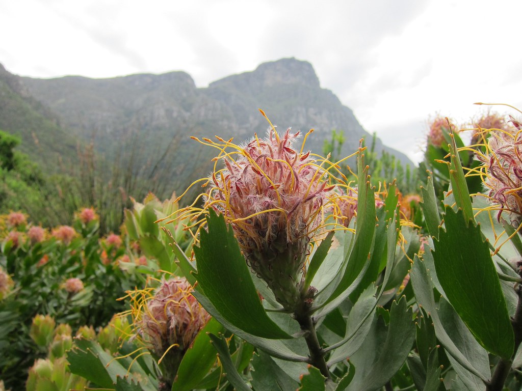 Flowers Cape Town, South Africa, Kristenbosch Botanical Ga… Flickr