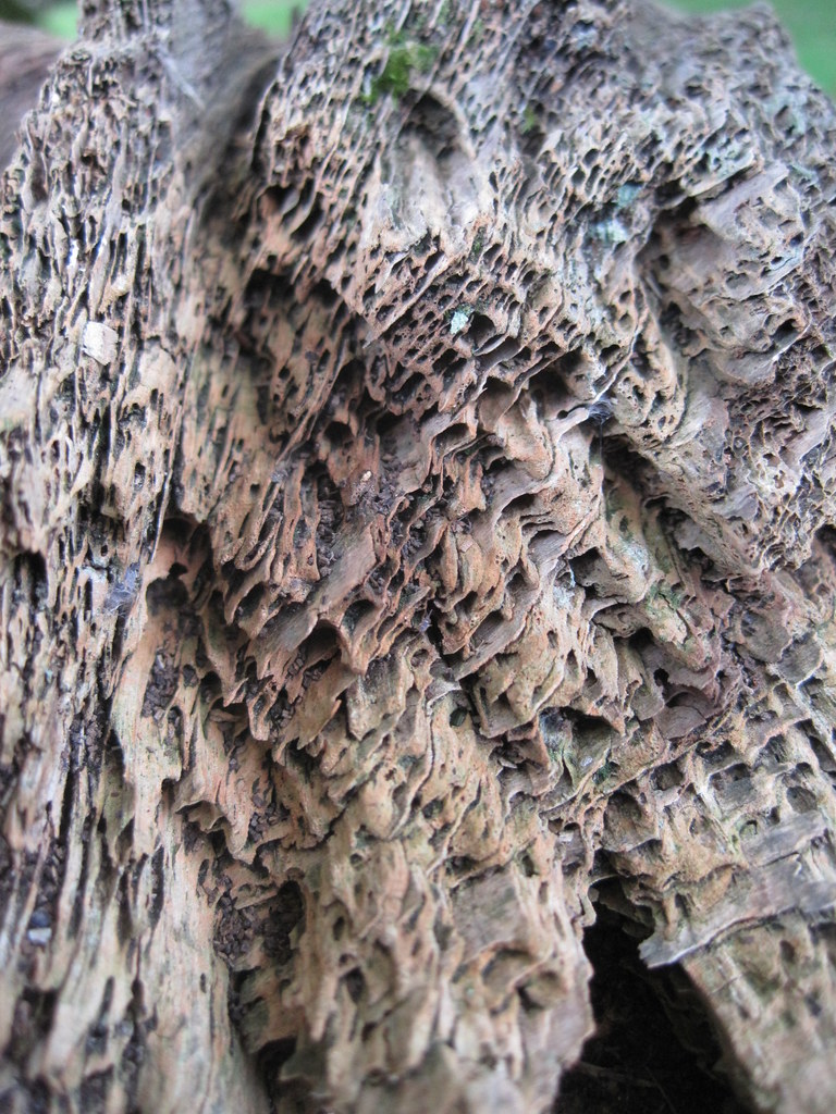 wales llanllyr garden 125 decaying wood pitjies Flickr