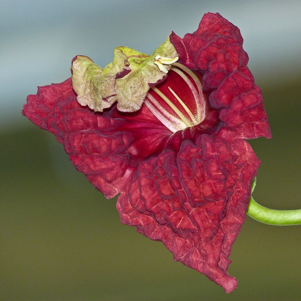 Sausage Tree flower / Kigelia africana I thought a friend … Flickr