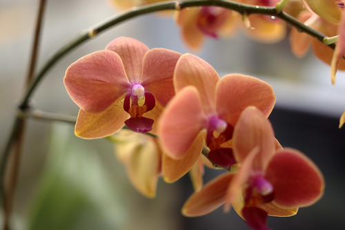 Vivicap white balance filter test shot | Bought a Vivicap wh… | Flickr