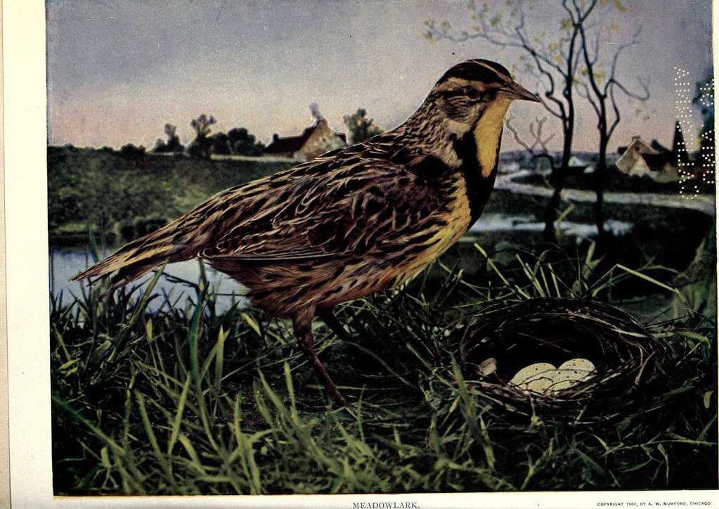 n235_w1150 Birds of Buzzard's Roost Indianapolis, Ind.,Sco… Flickr