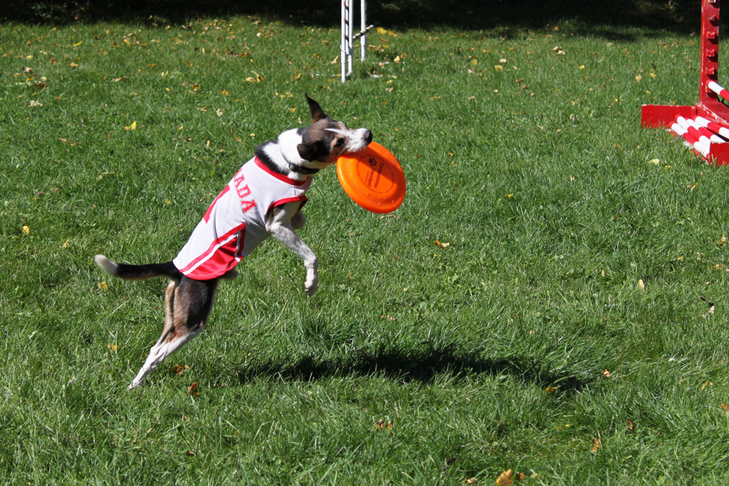 Salamander Festival in Belfountain, 2011 Salamander Festiv… Flickr