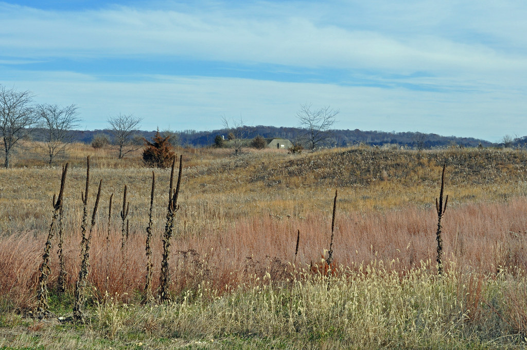 Sand Prairie Sand_Prairie habitat. Photo by Tina Shaw/USFW… USFWS