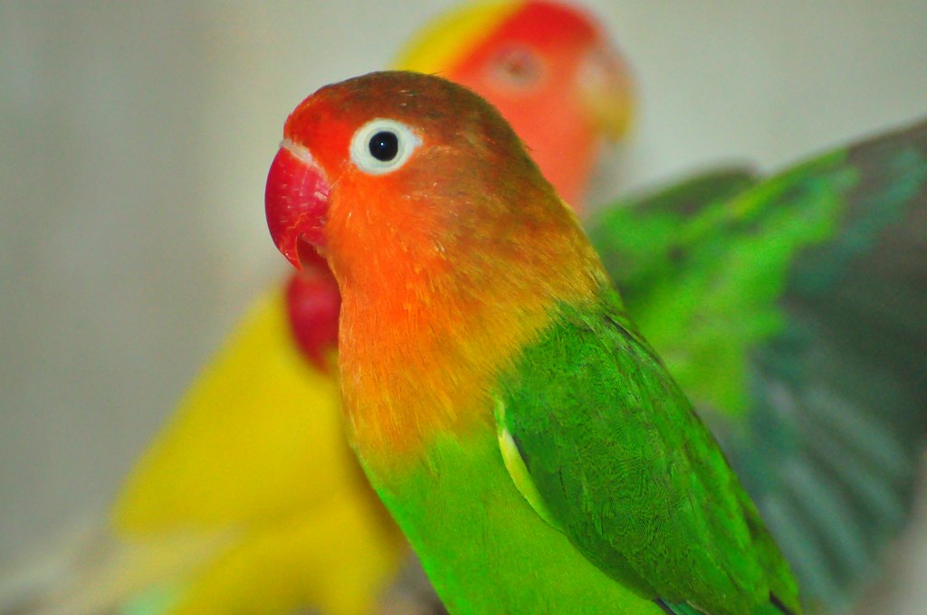 Lilian's Lovebird (Agapornis lilianae) Facts Price Food Care