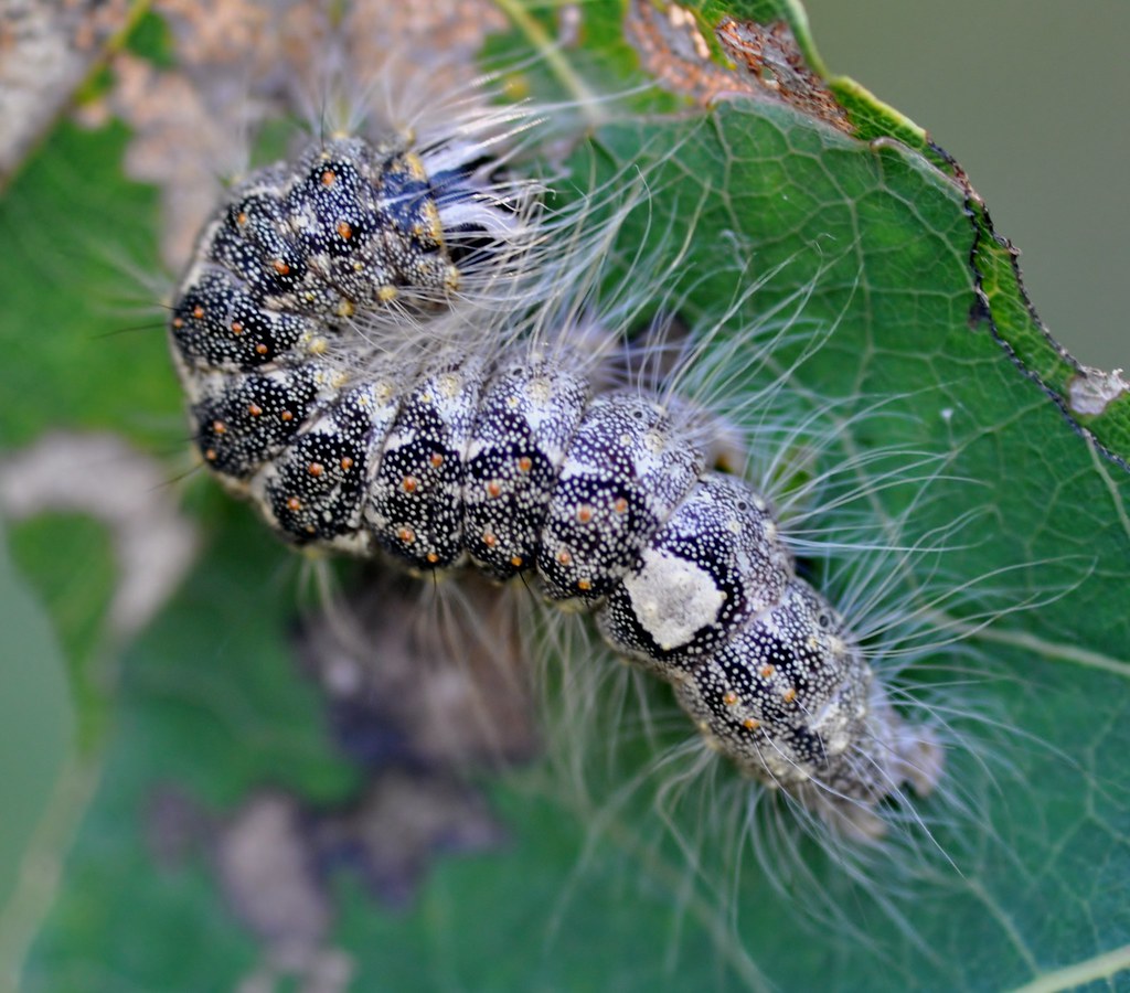 Poplar Grey Caterpillar Acronicta megacephala Duffield L… MICK