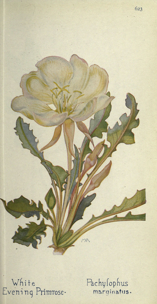 n646_w1150 Field book of western wild flowers London,C. [s… Flickr