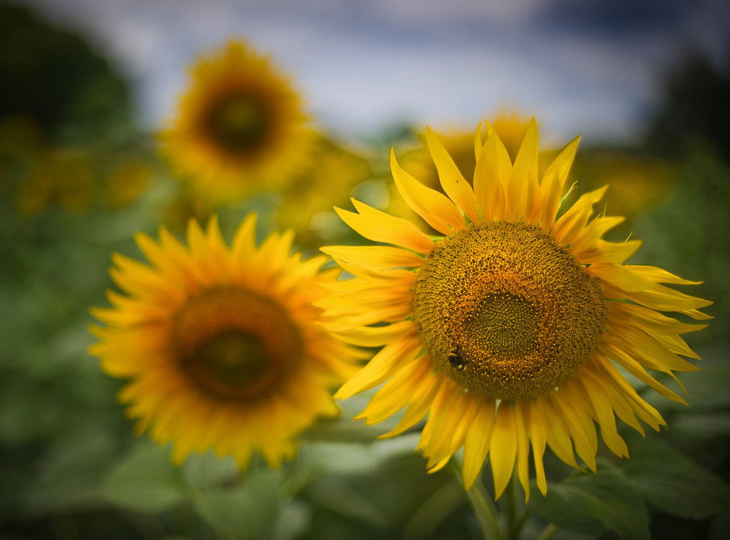 Sunflowers So is it a weed or is it a flower? I am sure pe… Flickr
