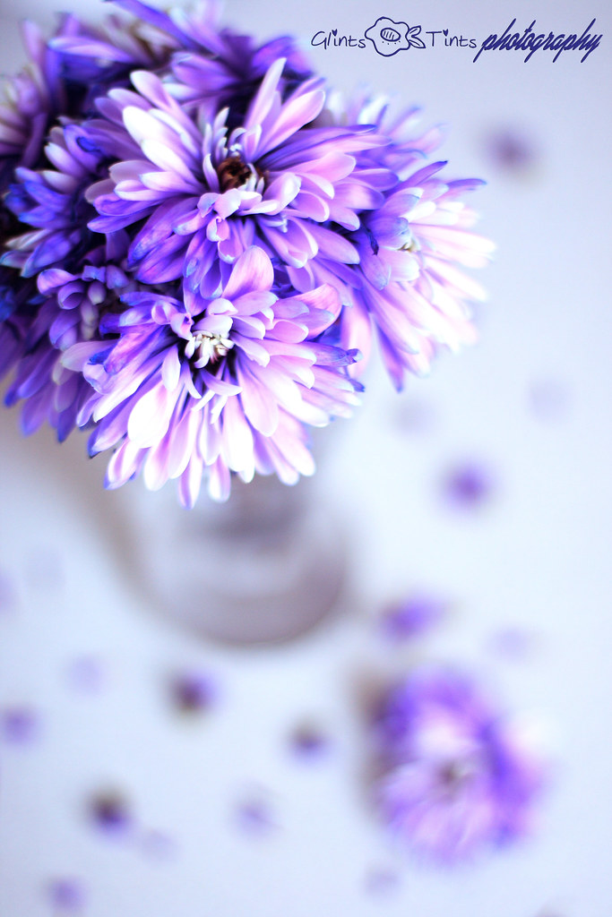 `Beauty is a fading flower.. Beauty is a fading flower, to… Flickr