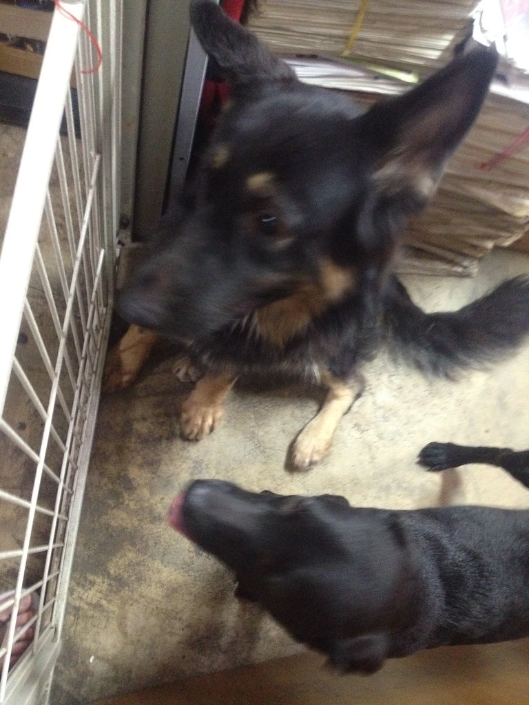 Pasir Ris Pet Farm! Flickr