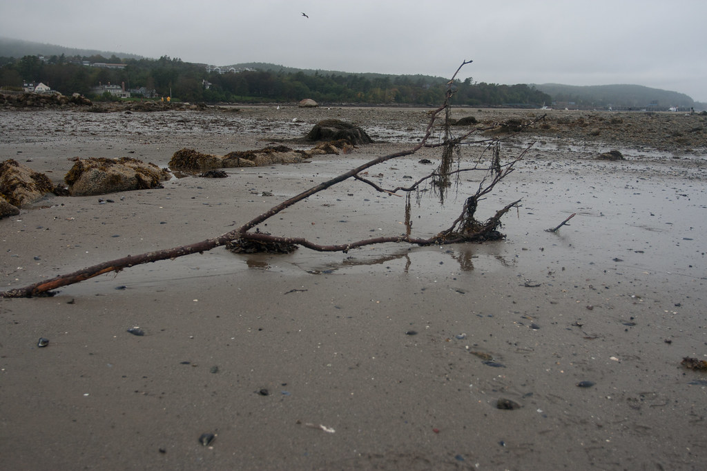 Bar Harbor at Low Tide During low tide you can actually wa… Flickr