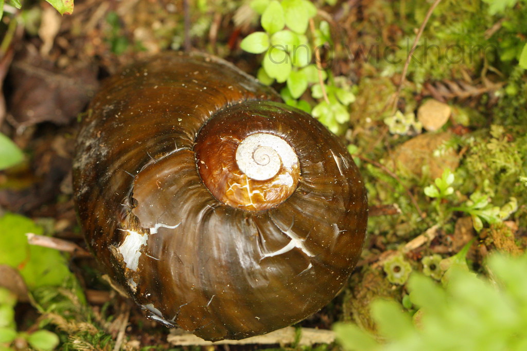 Kauri snail shell subject to copyright please do not use… Flickr