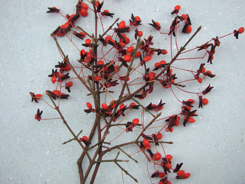 Autumn 2011 Burning Bush Seed Pods VasenkaPhotography Flickr