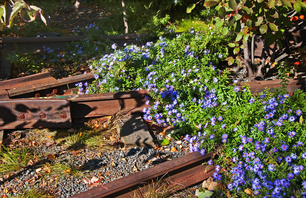 Flower Tracks Chris Thorpe Flickr