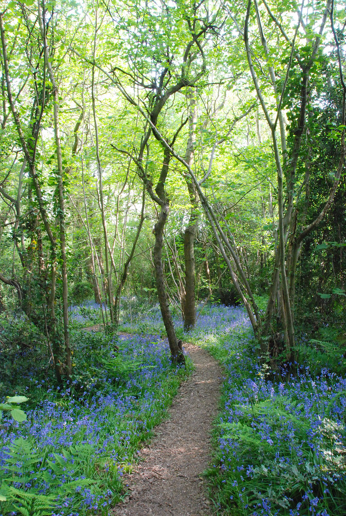 Picking a Pathway Through the Bluebells in Gillham Wood Flickr