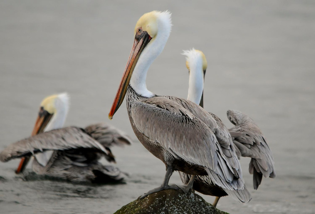 Brown Pelicans overwintering at Oregon Coast NWR Oregon Co… Flickr