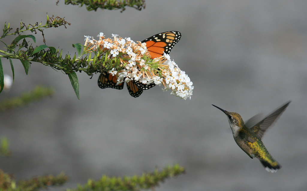 Rubythroated Hummingbird & Monarch Butterfly This hummer … Flickr
