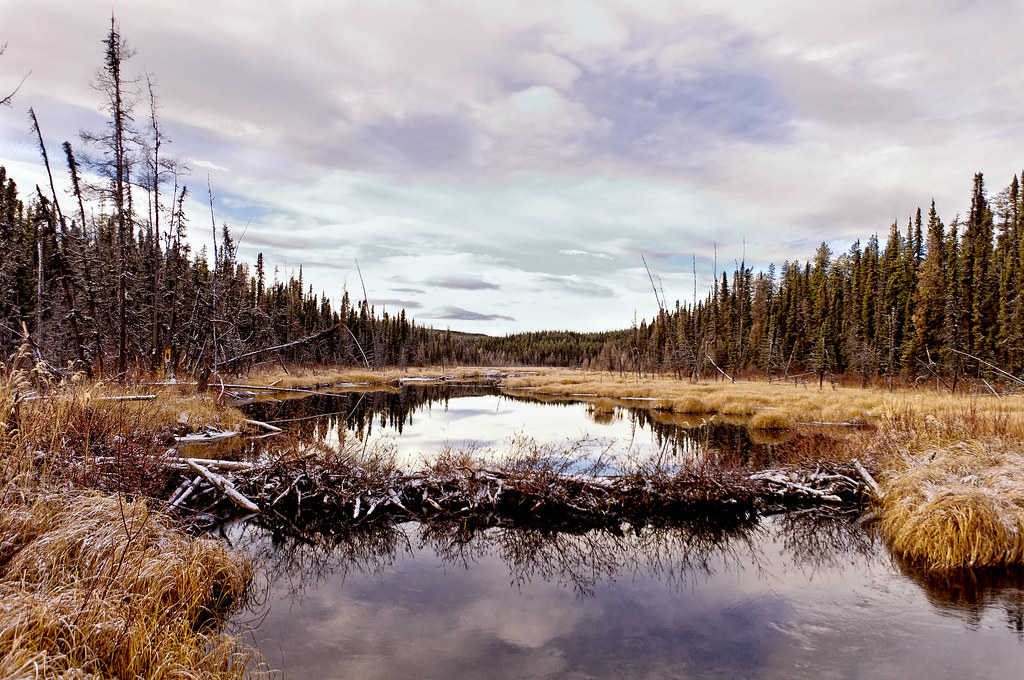Marsh and beaver dam near Watson Lake, Yukon Canada. Flickr