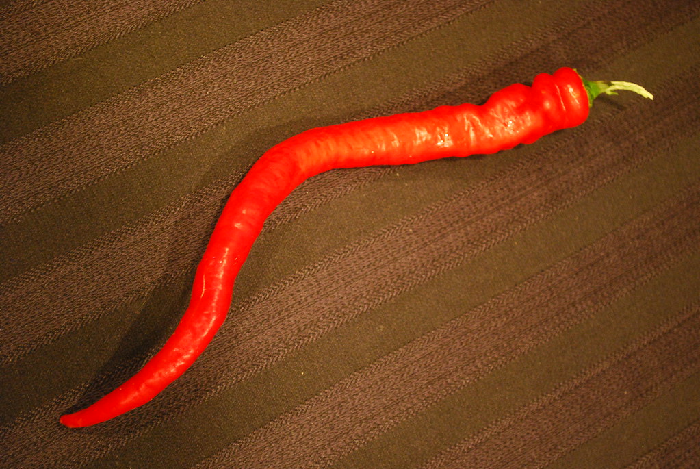 Chili Pepper home grown chili pepper DMdeathwalker Flickr