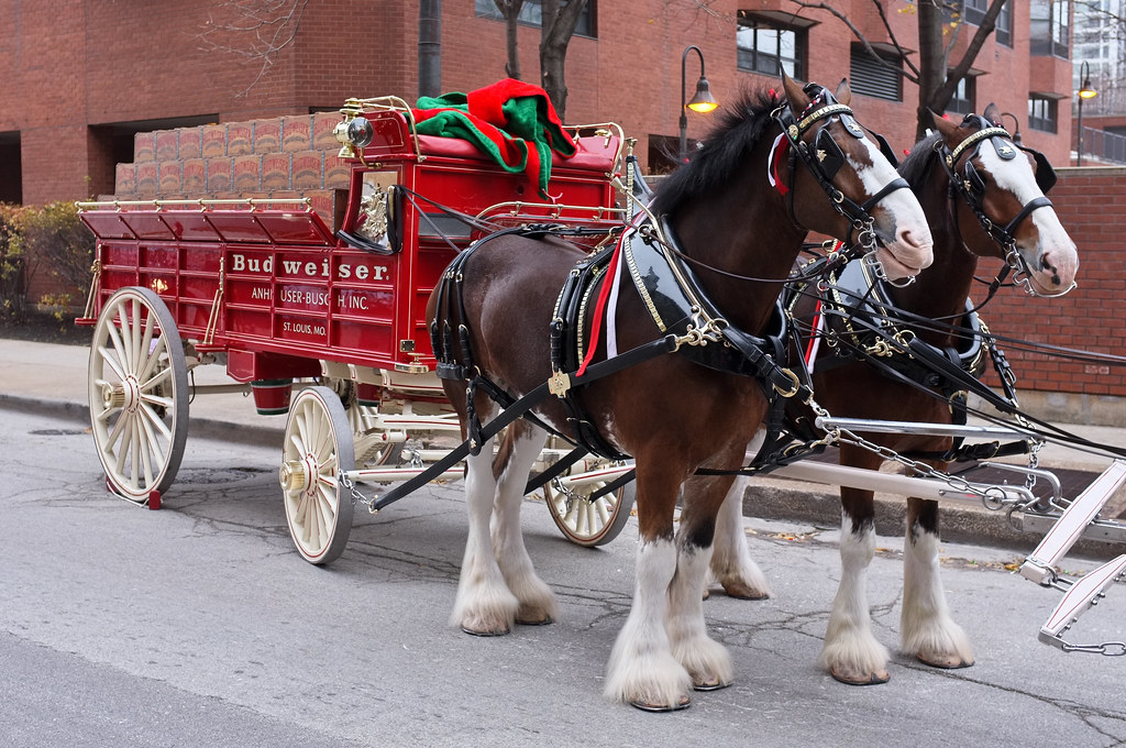 Clydesdales Ready for the parade. Marty Gabel Flickr