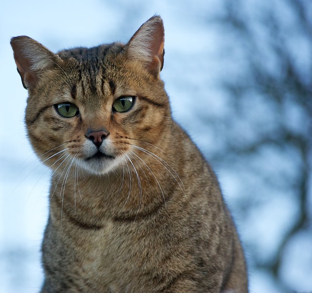 Egyptian Mau Cat Pictures and Information