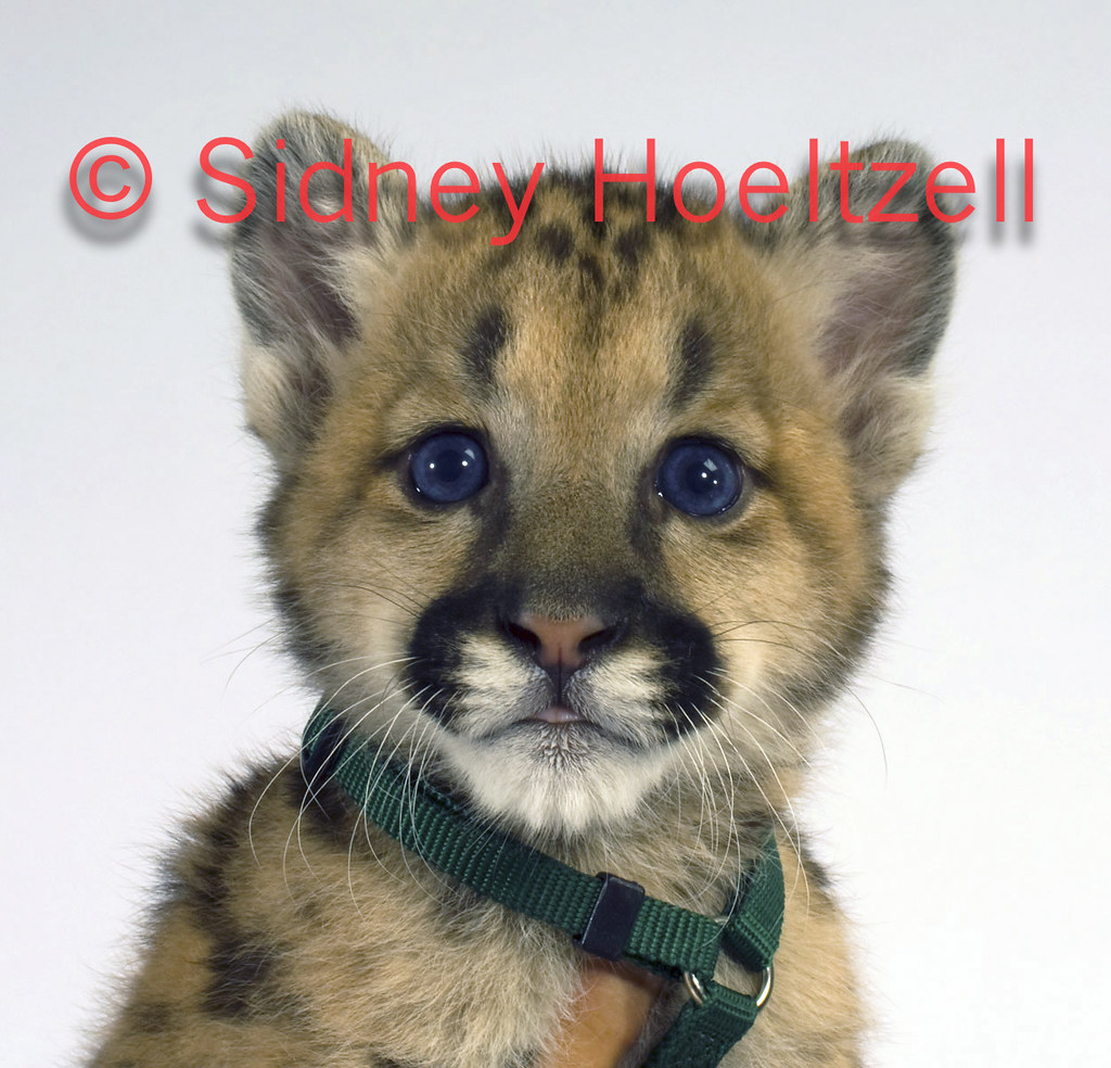 BabyFloridaPanther_NIK2425 rare baby Florida Panther wit… Flickr
