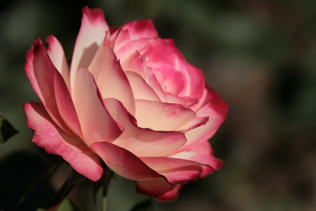 IMG_9271 10/06/2011 Minnesota Arboretum Rose Garden Rose … Flickr