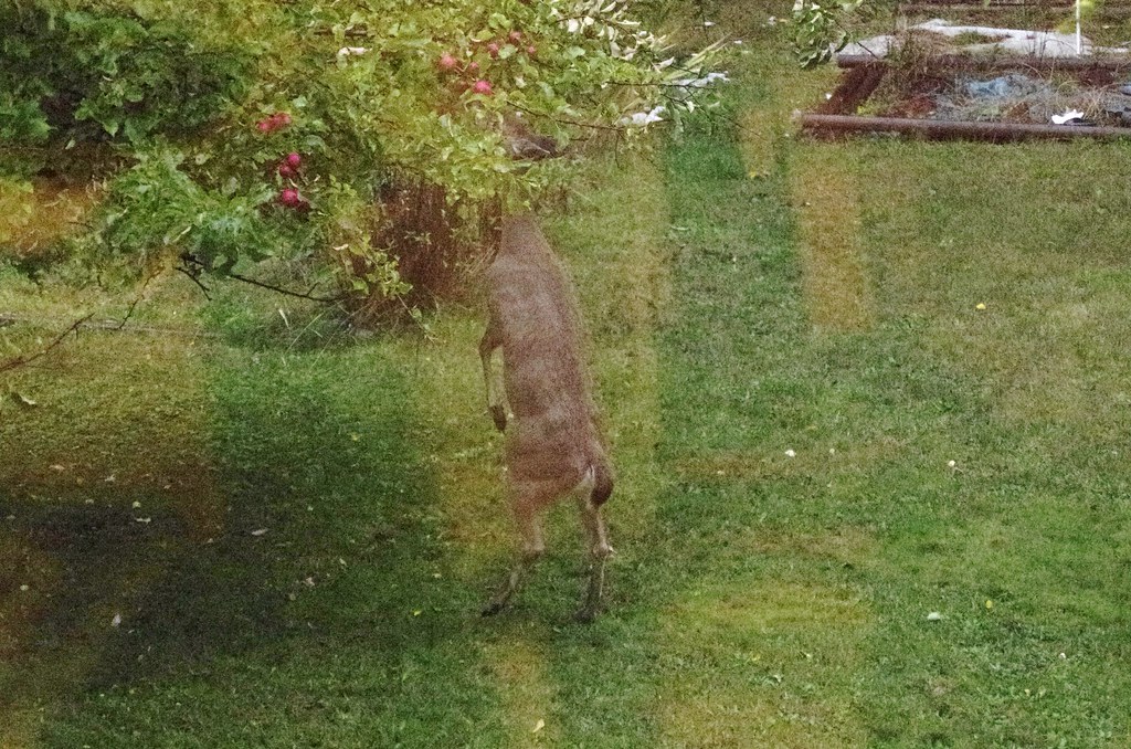 black tail deer Stealing apples from my other apple tree. Expat
