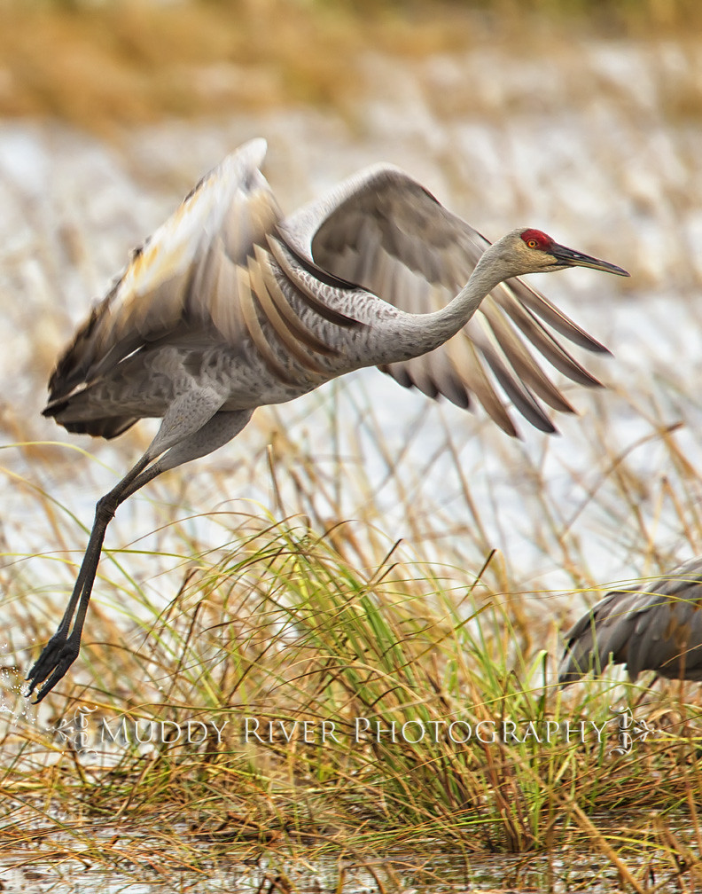 Sandhill Crane taking off A Sandhill Crane taking off at t… Flickr