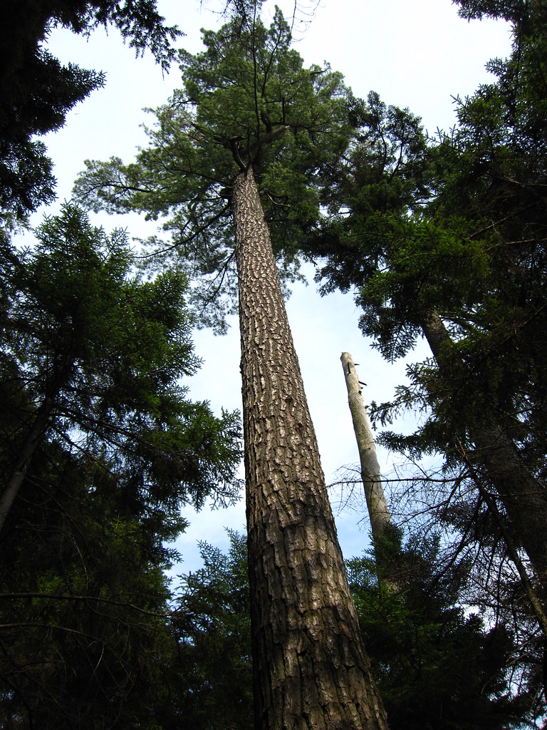 Eastern White Pine Old growth Eastern White Pine (Pinus st… Flickr