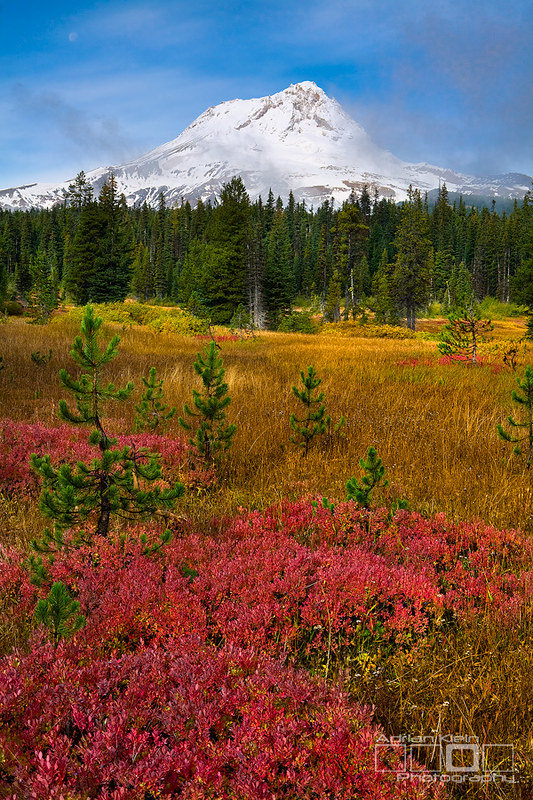 Are Dogs Allowed In Mt Hood National Forest