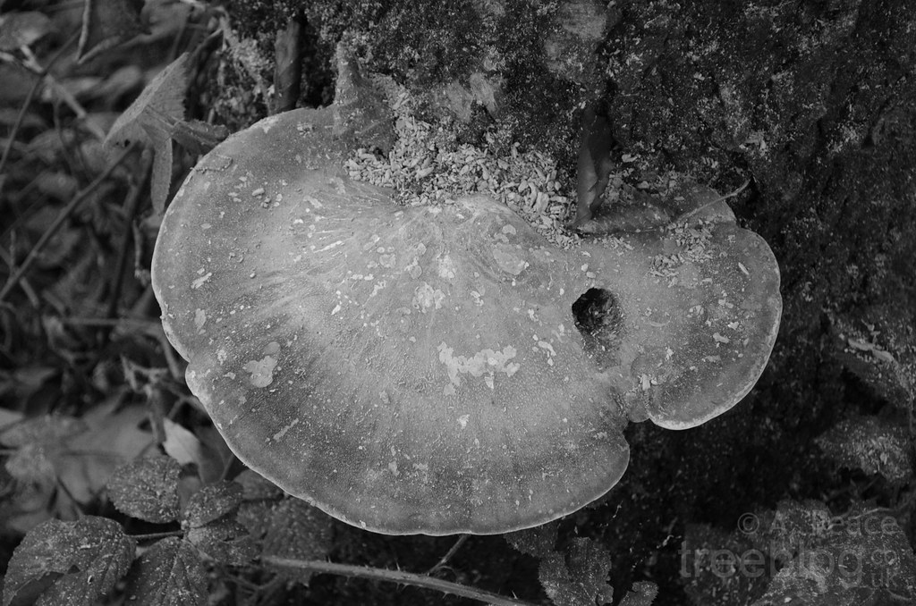 Razor strop (Piptoporus betulinus) Very large Piptoporus b… Flickr