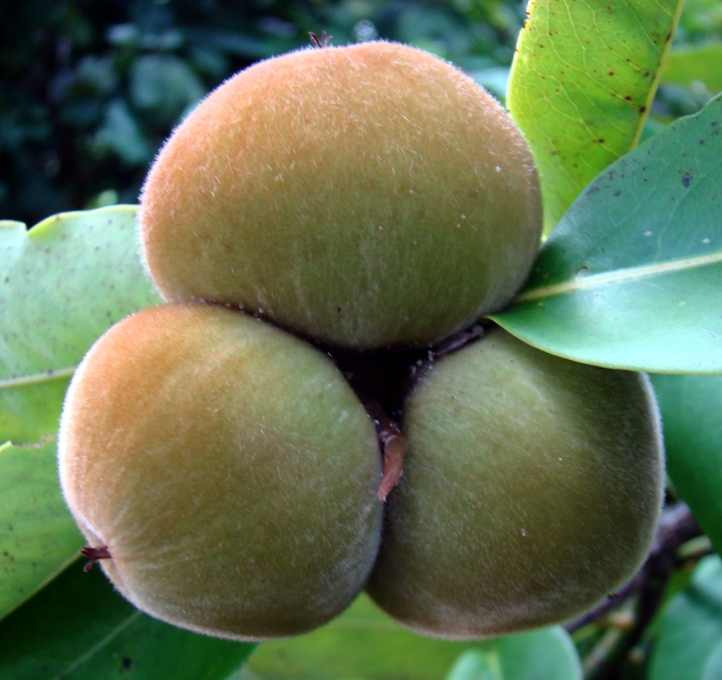 Homestead Meaning In Bengali Decorating Ideas