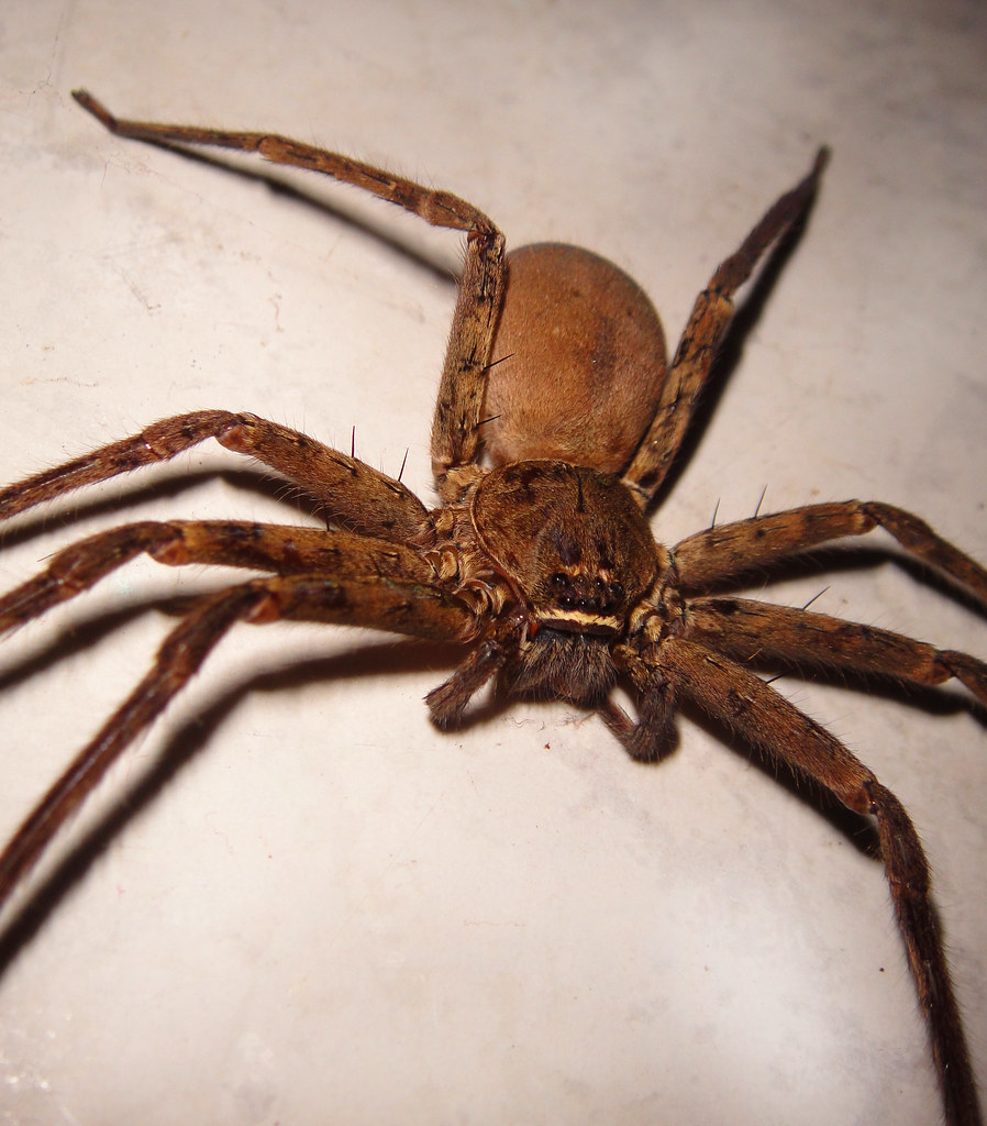 Brown Huntsman Spider (Cane Spider) Brown Huntsman Spider … Flickr