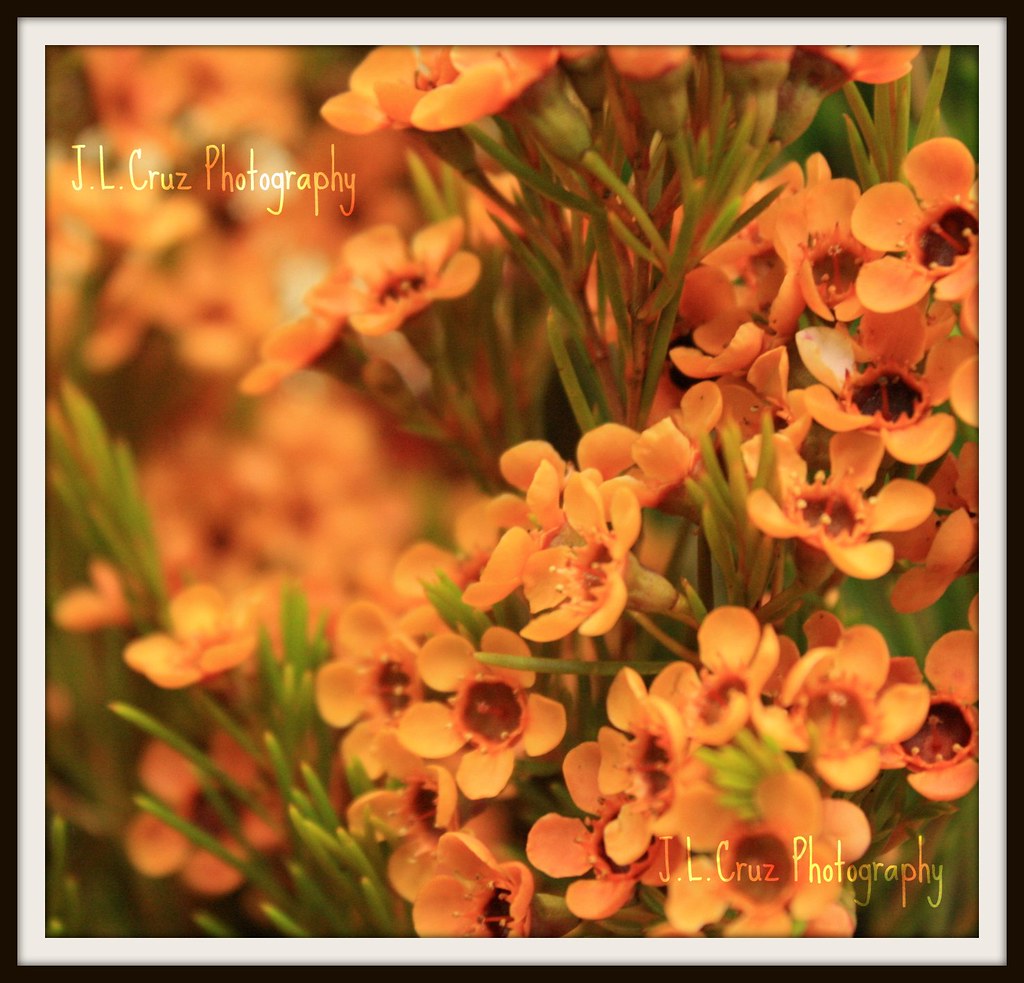 Waxflower Orange (B) Jimmy Cruz Flickr