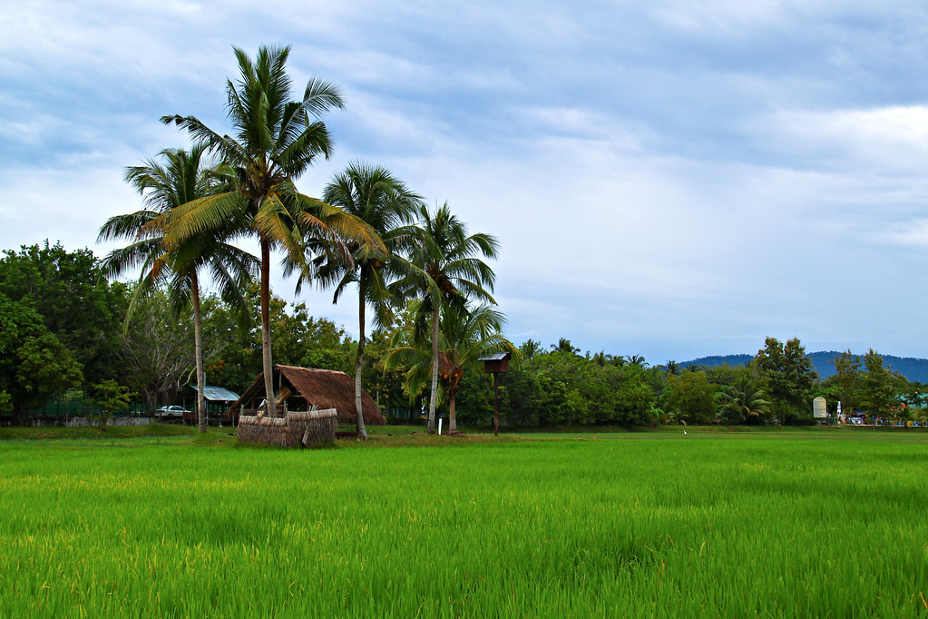 Rice Garden A rice garden in Langkawi from Malaysia , hope… Flickr