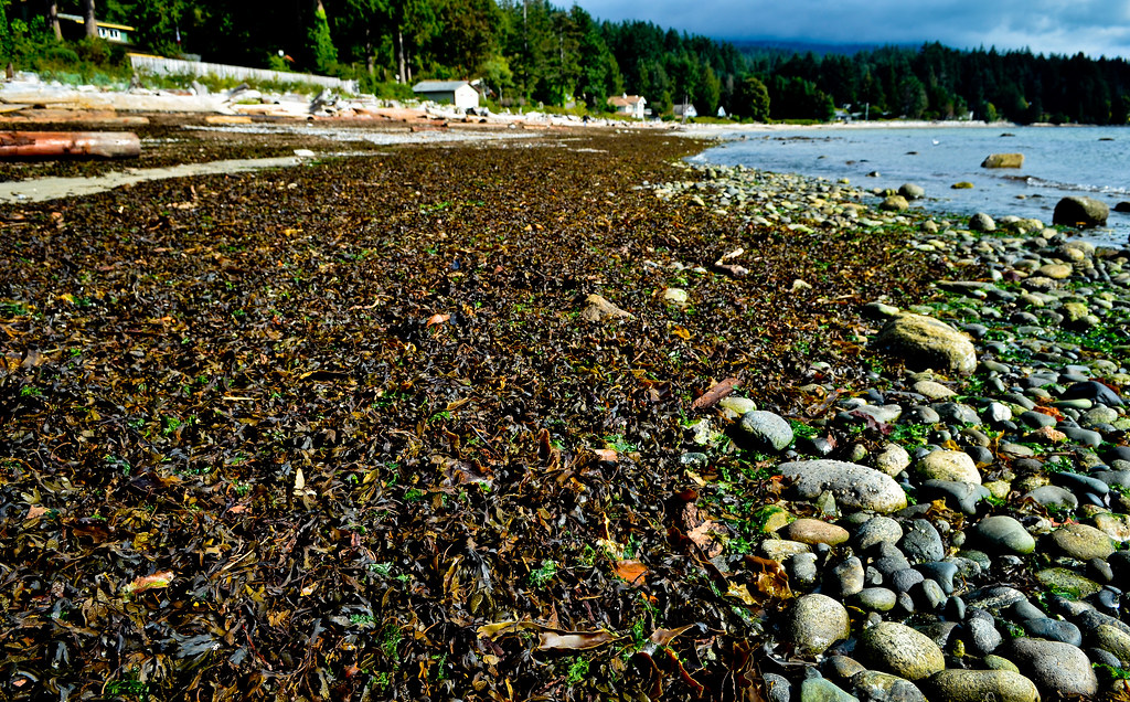 Roberts Creek Beach Roberts Creek, BC, Canada Patrick Hui Flickr