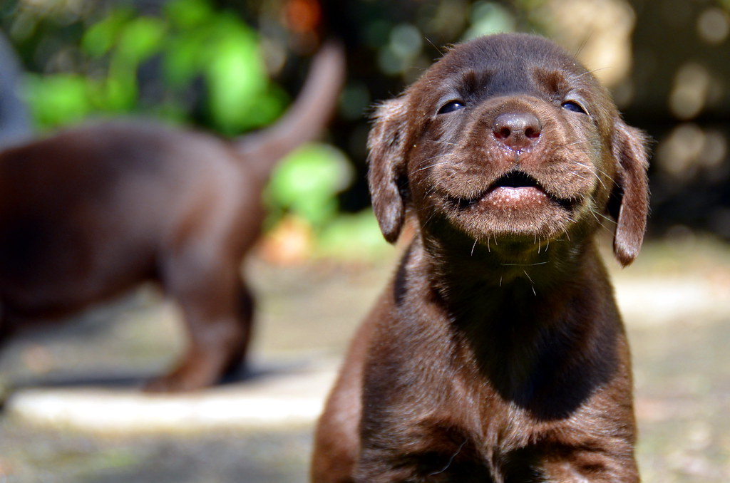 Free to good home dogs Adopt a Puppy For Free