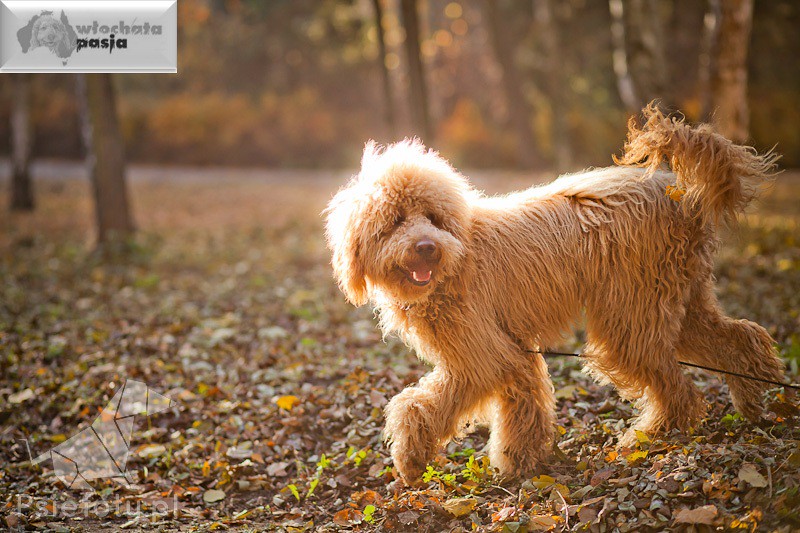 Labradoodle Australijski Australijskie Labradoodle, Włocha… Flickr