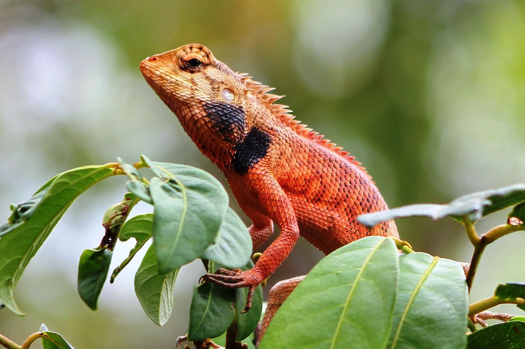 Red Garden Lizard
