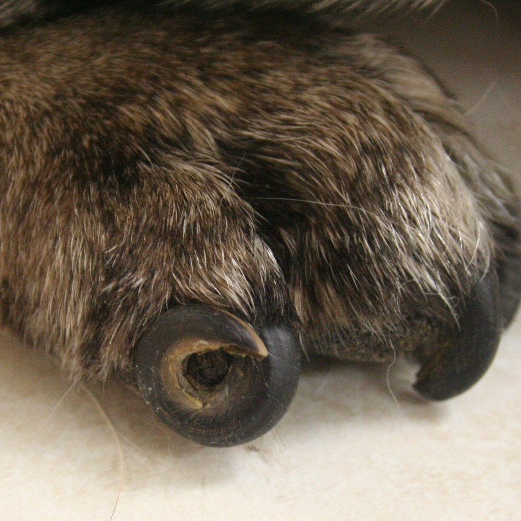 Curly Nail Q How often should I trim my dogs nails? A As… Flickr