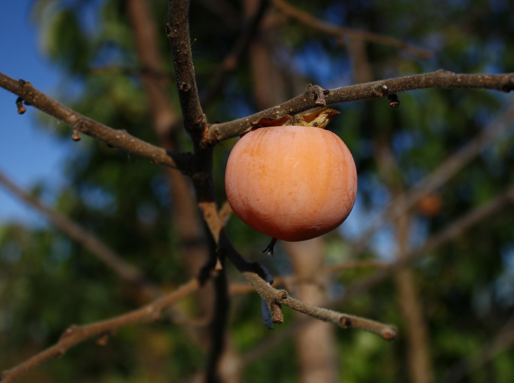 Persimmon Ainsworth, Indiana, October 2011. Ainsworthiana Flickr